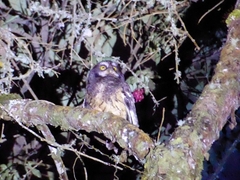 Megascops albogularis