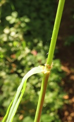 Bromus vulgaris