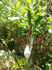 Cleistesiopsis
