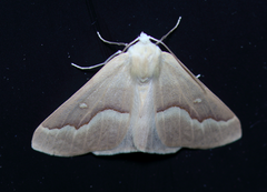 Sabulodes spoliata
