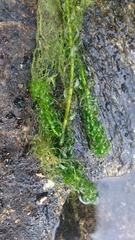 Lagarosiphon major