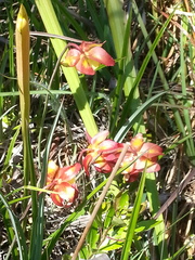 Sarracenia psittacina