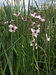 Butomus umbellatus