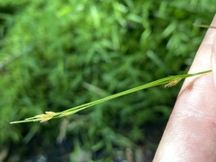 Rhynchospora leptocarpa