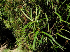 Veronica stenophylla stenophylla