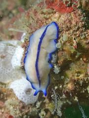 Pseudoceros concinnus