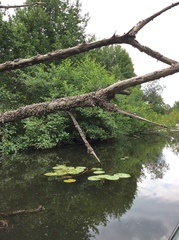 Dreissena polymorpha