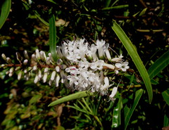 Veronica stenophylla stenophylla