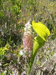 Melanthieae
