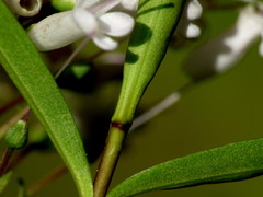 Veronica stenophylla stenophylla