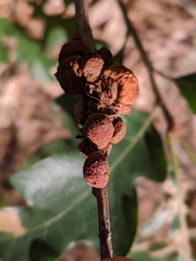 Disholcaspis perniciosa