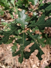 Disholcaspis perniciosa