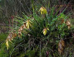 Tillandsia lajensis