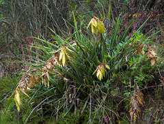 Tillandsia lajensis
