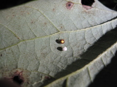 Theridula