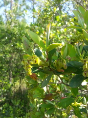 Cliftonia monophylla