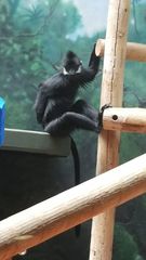 Trachypithecus francoisi