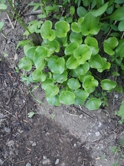 Parnassia fimbriata