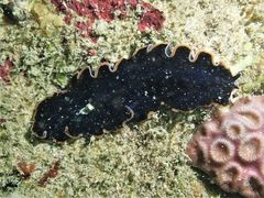 Pseudobiceros hancockanus