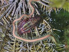 Synalpheus stimpsonii