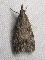 Eudonia rectilinea