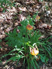 Lilium michauxii