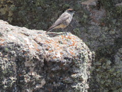 Muscisaxicola capistratus