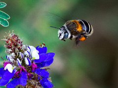 Anthophora pilifrons