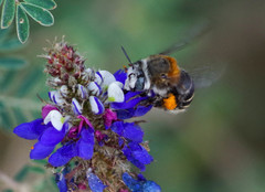 Anthophora pilifrons