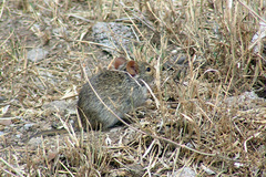 Arvicanthis niloticus