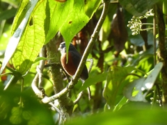 Ochthoeca cinnamomeiventris