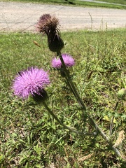 Cirsium pumilum