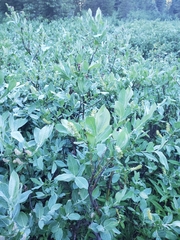 Salix commutata