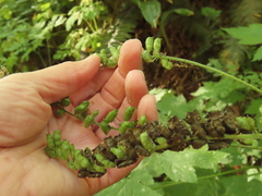 Actaea elata elata