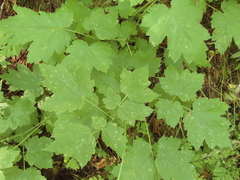Actaea elata elata
