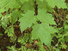 Actaea elata elata