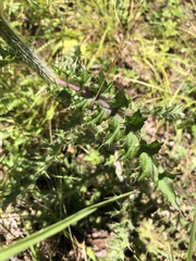 Cirsium pumilum
