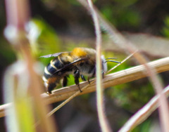 Anthophora pilifrons
