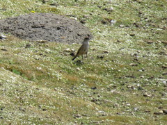 Muscisaxicola capistratus