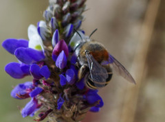Anthophora pilifrons