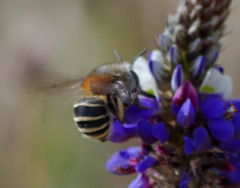 Anthophora pilifrons