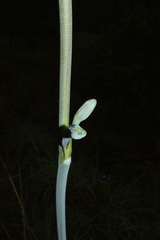 Prochnyanthes mexicana