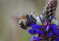 Anthophora pilifrons