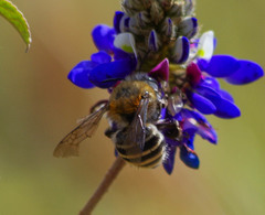Anthophora pilifrons