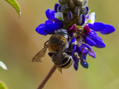 Anthophora pilifrons