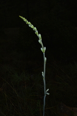 Prochnyanthes mexicana