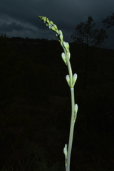 Prochnyanthes mexicana
