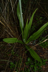 Prochnyanthes mexicana