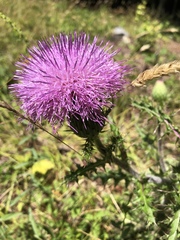 Cirsium pumilum