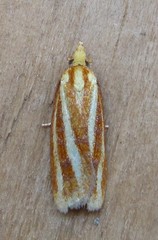 Sparganothis tristriata